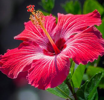 🌺美ら配🌺